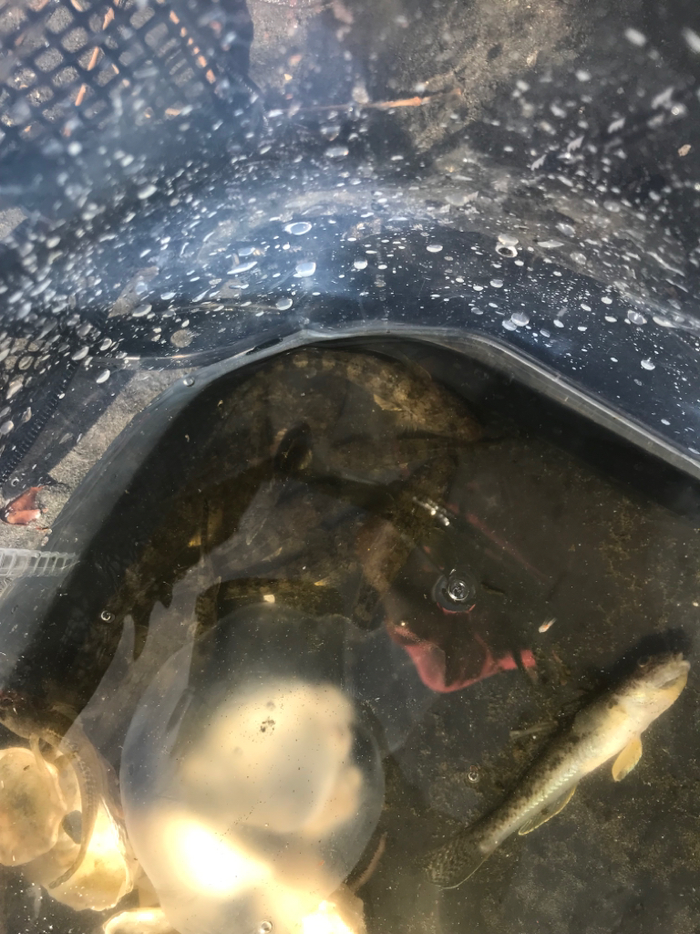 ハゼクラにチヌが