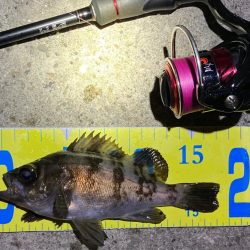 梅雨の戻りメバリング