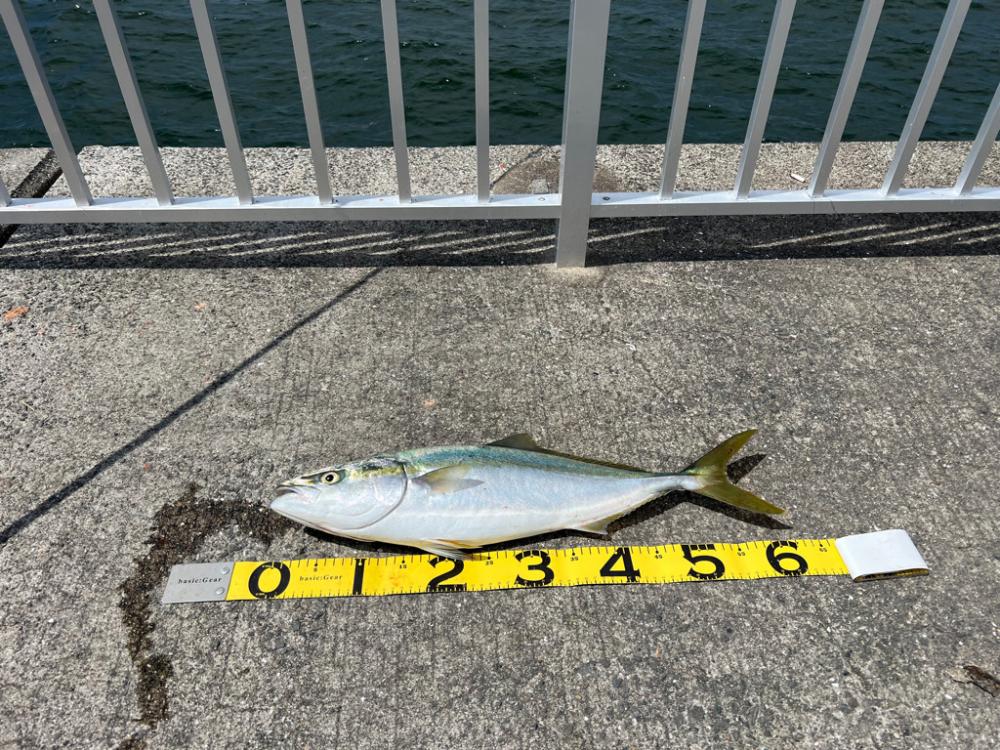 やっとメジロ出た。