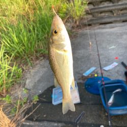 河口でシーバス