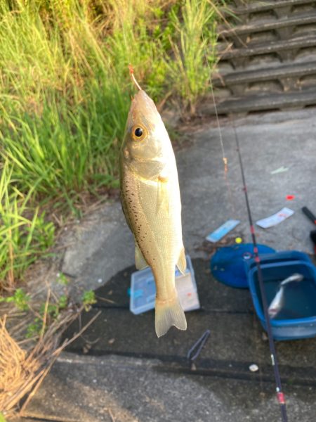 河口でシーバス