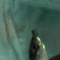 久しぶりの投稿