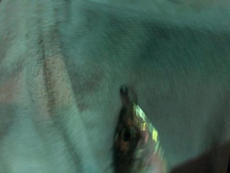 久しぶりの投稿