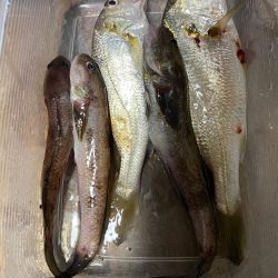 予想外のシャコ！