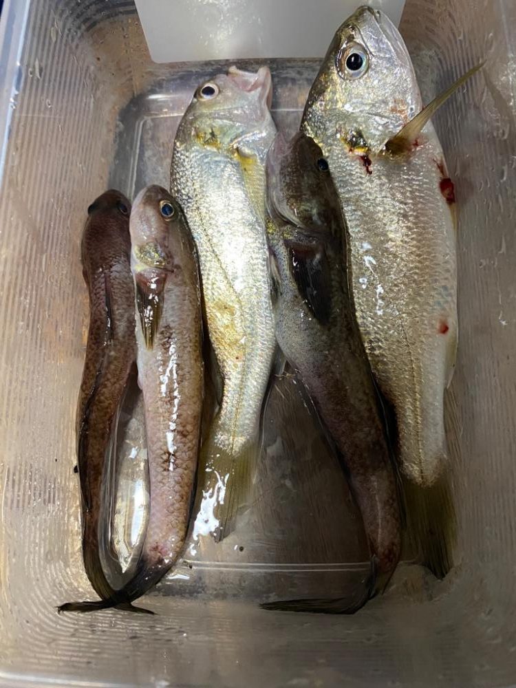 予想外のシャコ！