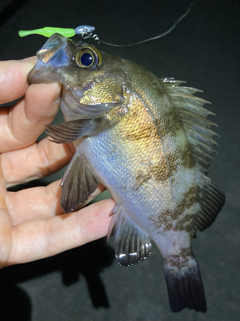 梅雨明けメバリング