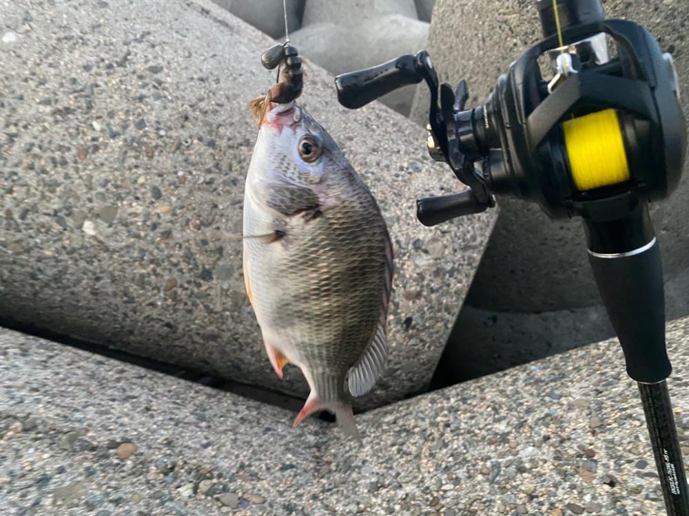 チニング  10匹釣るまで帰れません