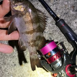 まだまだ狙える梅雨明けのメバル