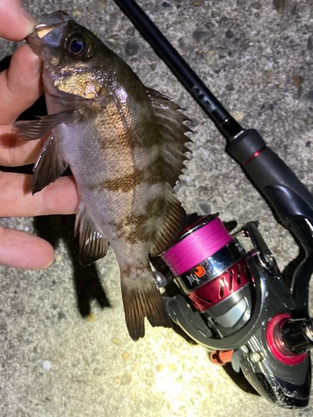 まだまだ狙える梅雨明けのメバル