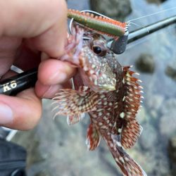 アコウ、ガシラのライトロック