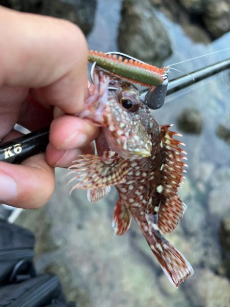 アコウ、ガシラのライトロック