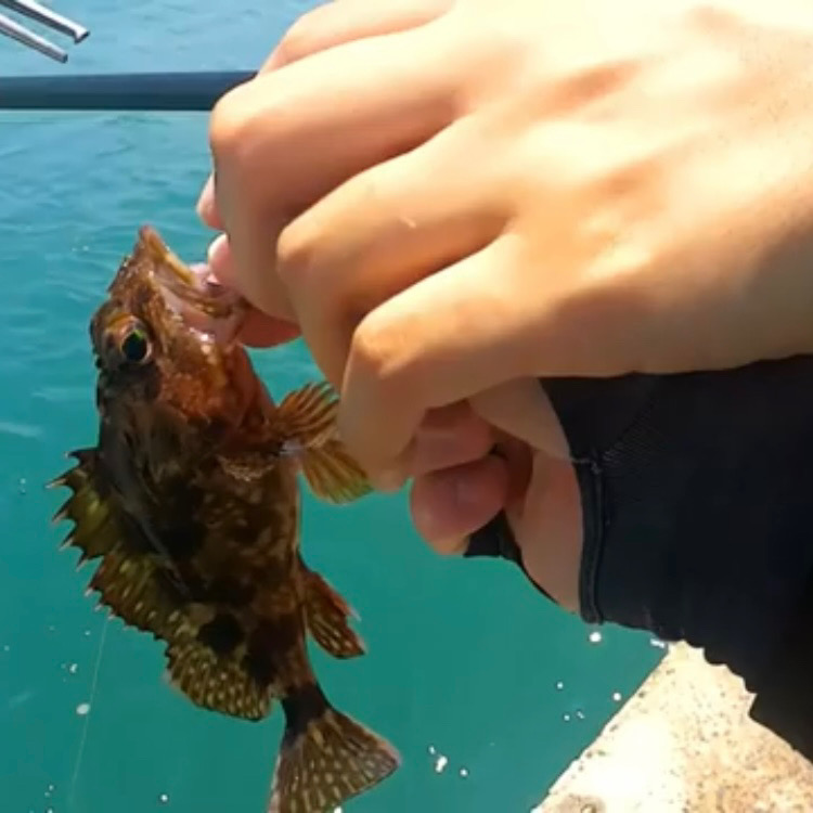 大三島フカセで真鯛ゲッチュ！