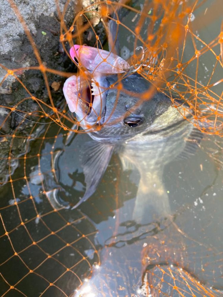 トップチニング 最盛期