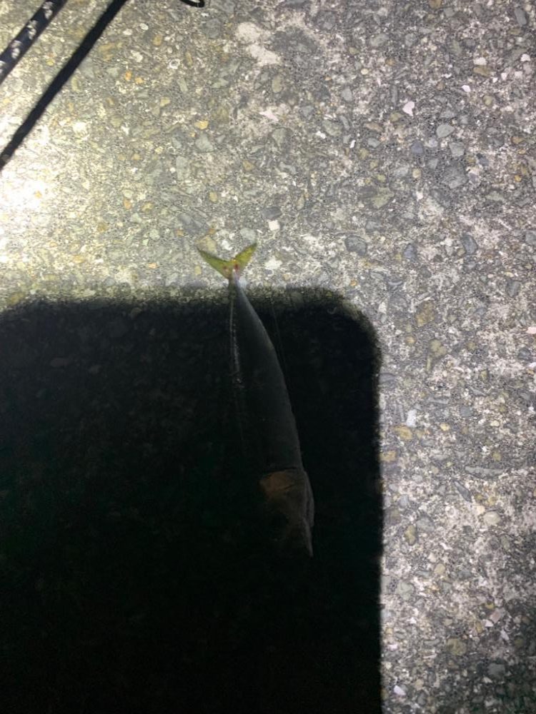 豆アジング初成功！