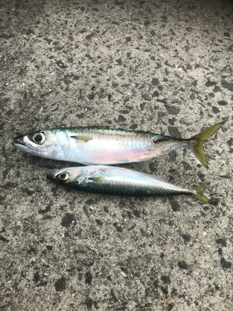 サバ、大きくなったが、、、