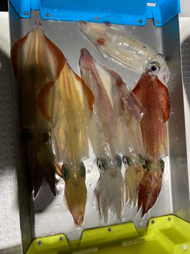 敦賀イカメタル