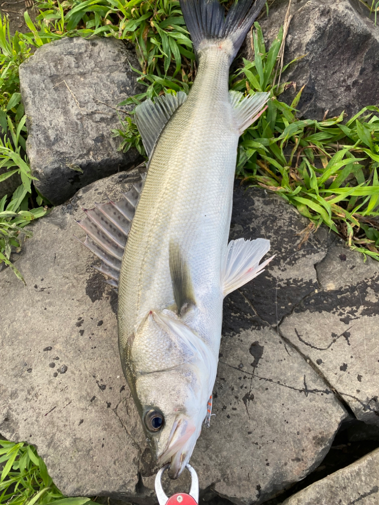 リバーシーバス