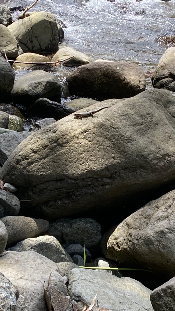 またもやトラウト