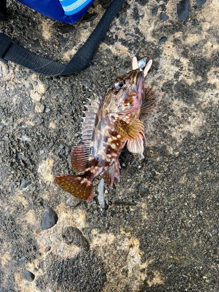 カマス、ガシラ、ムツ