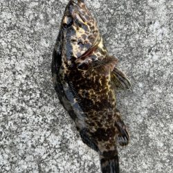 タケノコメバル、チーバス、アジ