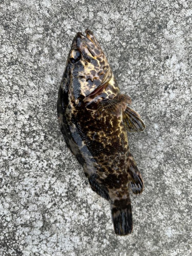 タケノコメバル、チーバス、アジ