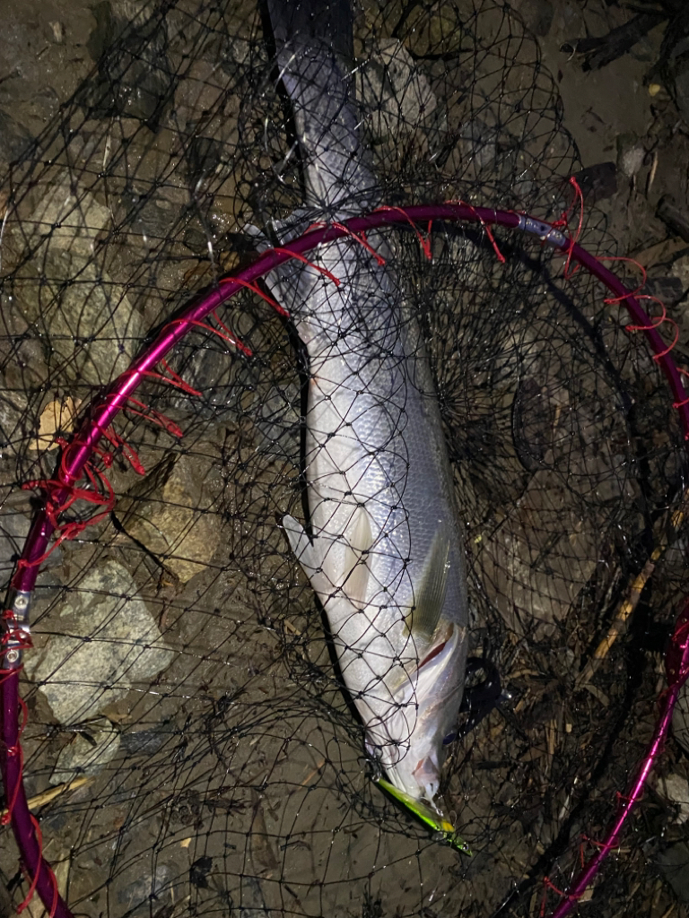 リバーシーバス