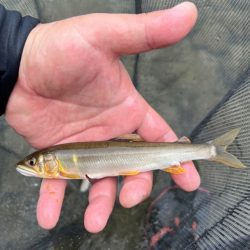 鮎釣り