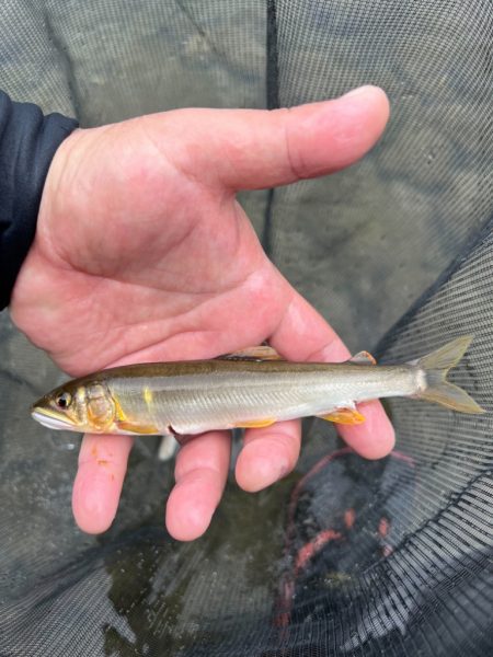 鮎釣り