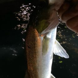 初のボートアジング