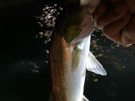 初のボートアジング