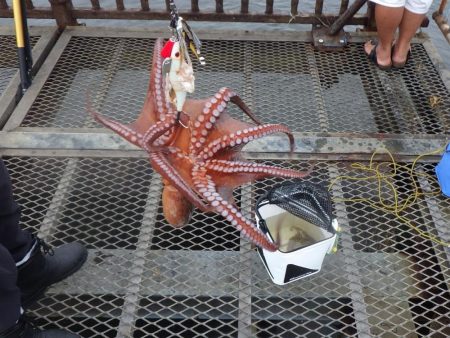 タコ釣りで大物が！？