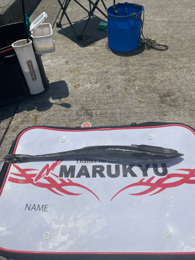 フカセでチヌ・グレ・コバンザメ!