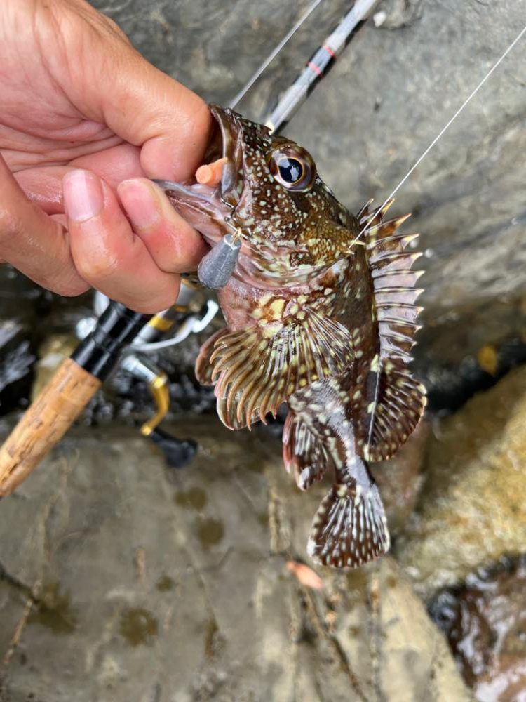 アコウ、ガシラのライトロック