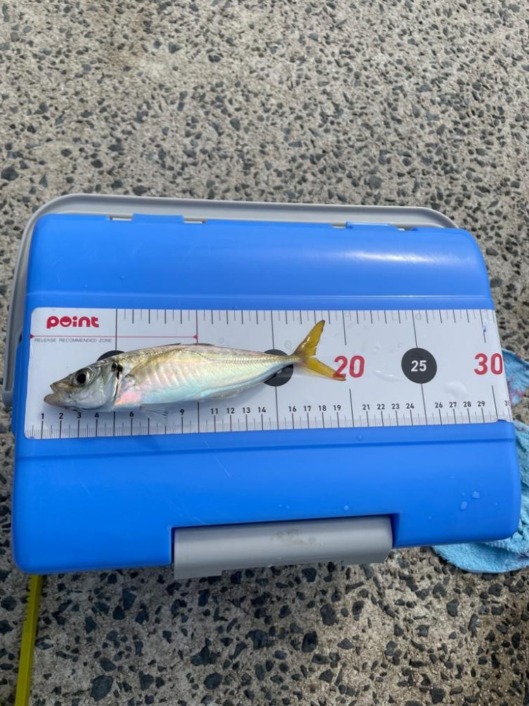 島根県　初、遠投サビキ。