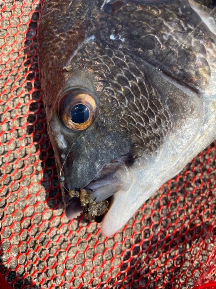 今日もヘチ釣り調査