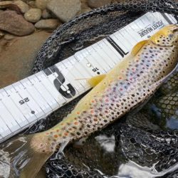 九州産○○○○トラウト