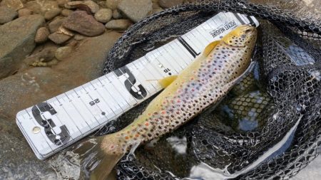 九州産○○○○トラウト