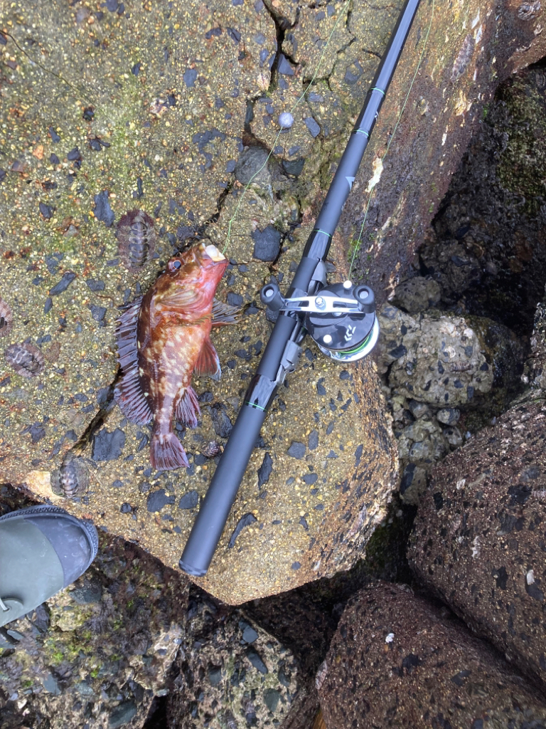 穴釣り/チヌヘチ釣り