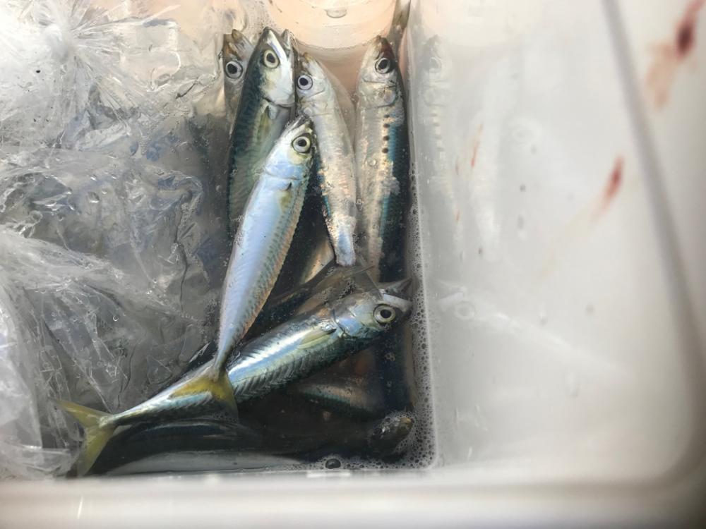 大羽イワシ少なくなった。