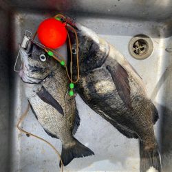 自己更新届かず…