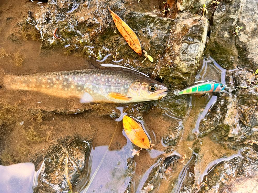 渓流釣行　午後の部