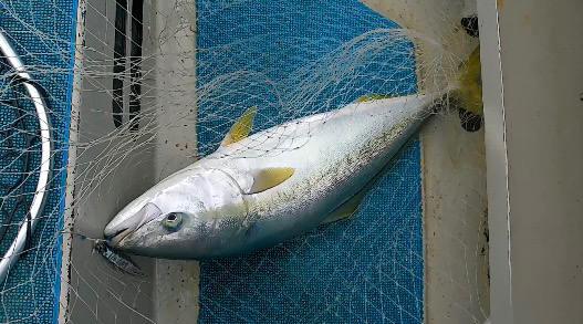 プチ遠征ジギング