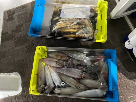 和歌山イカメタル