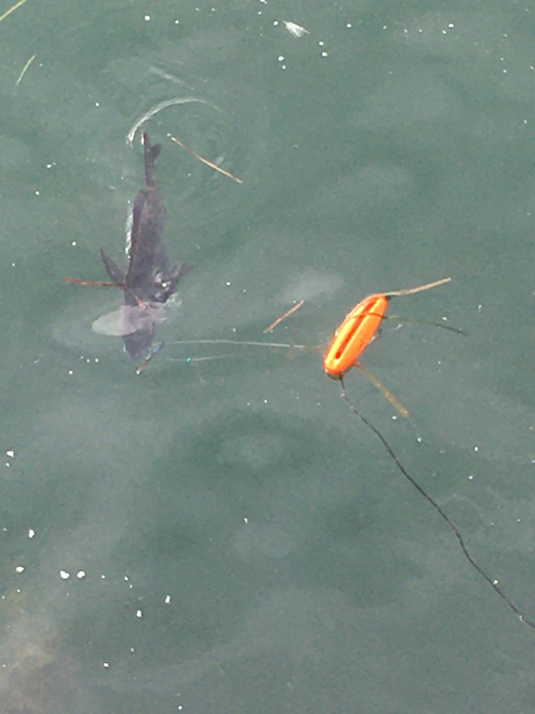 久しぶりのシュアタイラバ