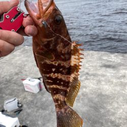 ニガ潮が残ってる感じでした