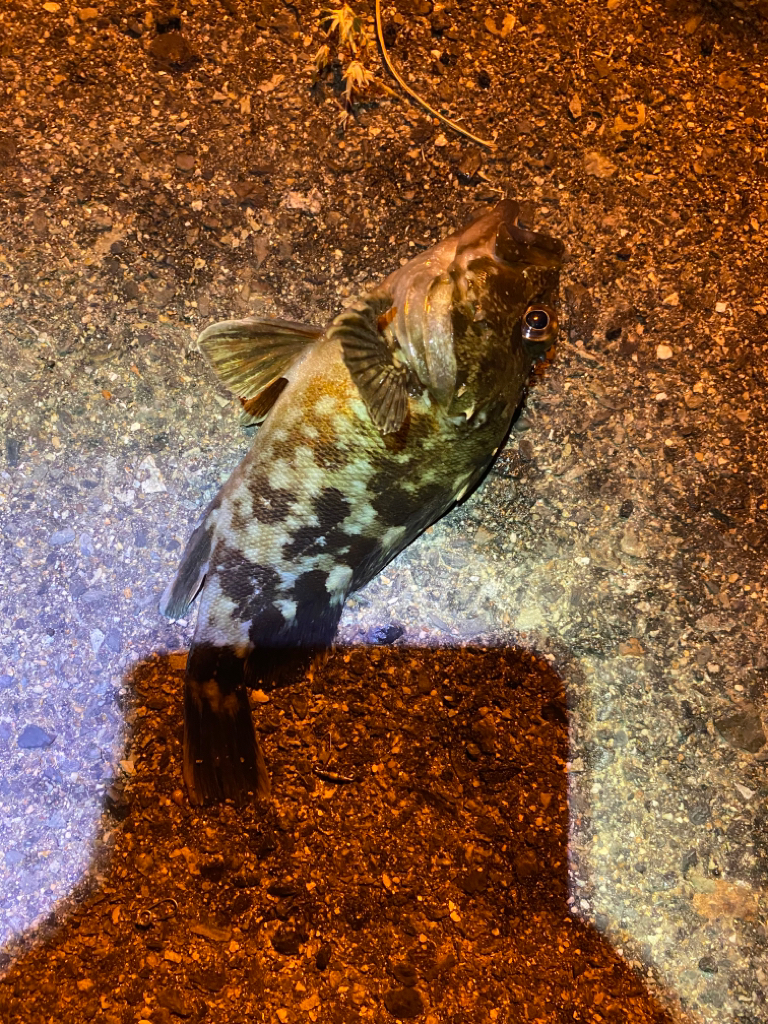 ヘチってきました