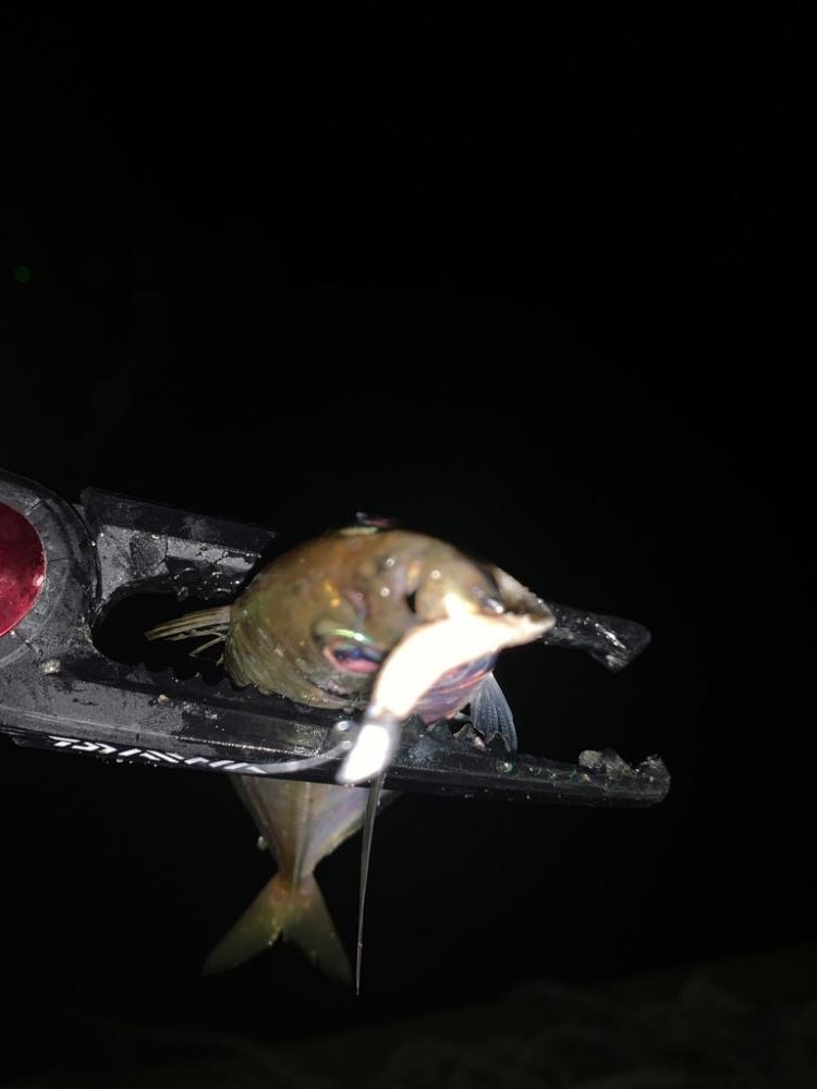 キジハタにアジに癒される