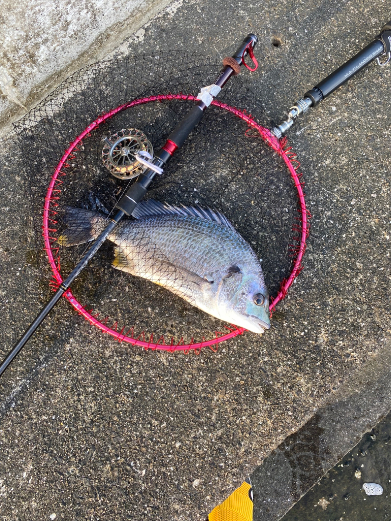 ヘチってきました