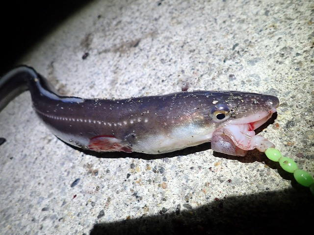 さかなちゃん釣り日記　本荘人工島