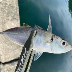 久しぶりの数釣り